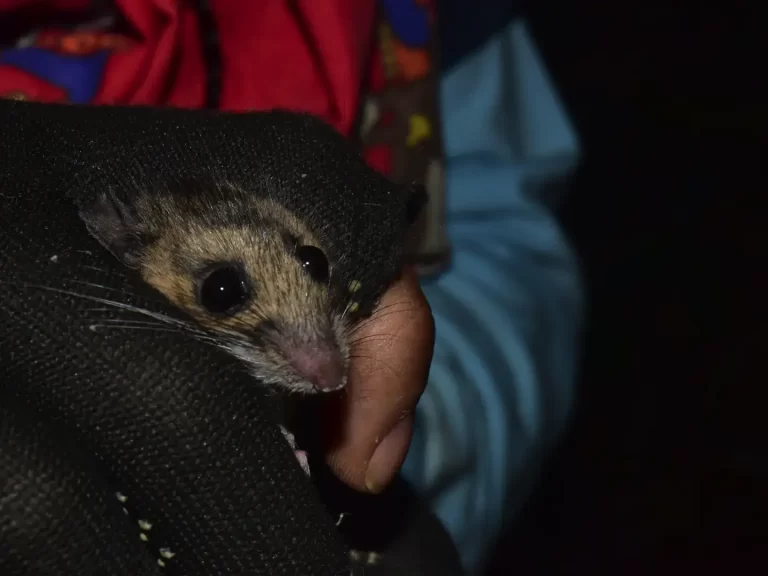 Peromyscus maniculatus (1) (1)