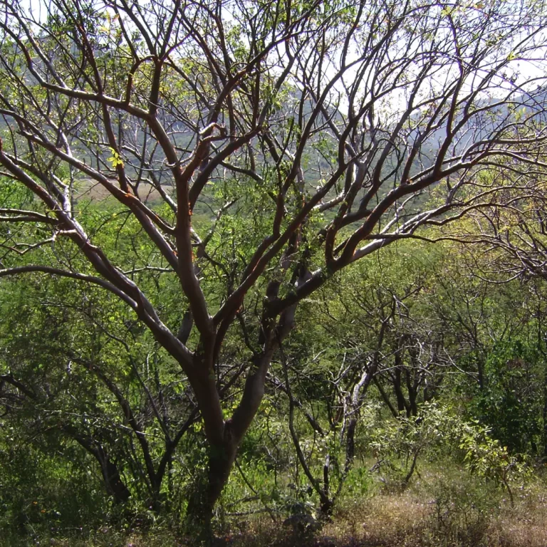 74Bursera xochipalensis Rzed.