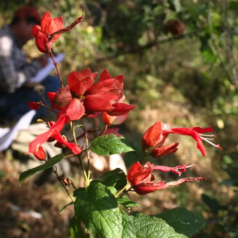 Consultoría ambiental en Yucatán