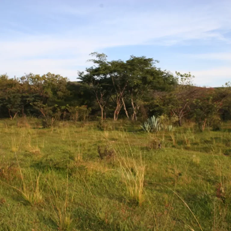 Consultoría ambiental en Yucatán