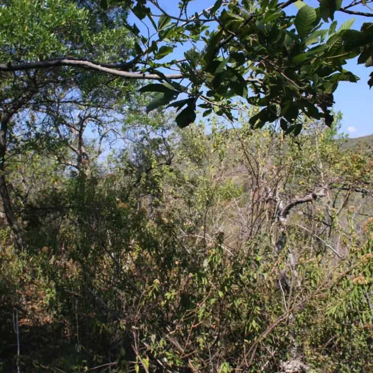 Consultoría ambiental en Yucatán